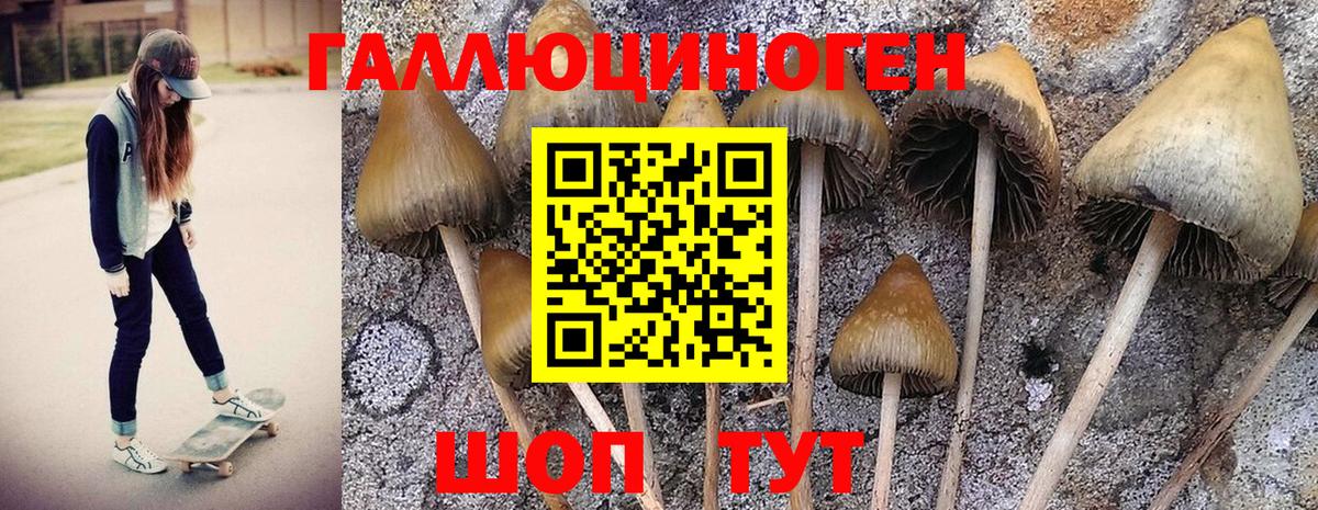 Псилоцибиновые грибы Cubensis  Сертолово 